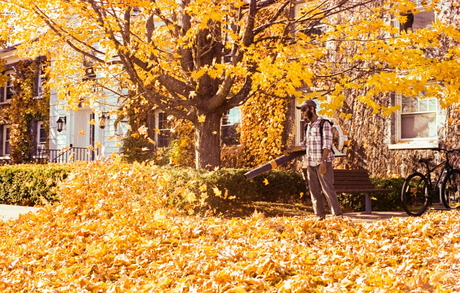 Leaf Removal service photo