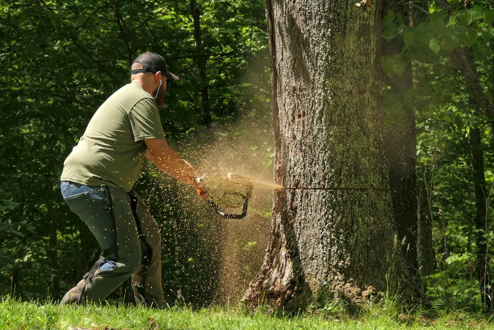 Tree Services photo 3